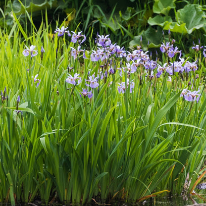 Iris versicolor – Blue Flag Iris