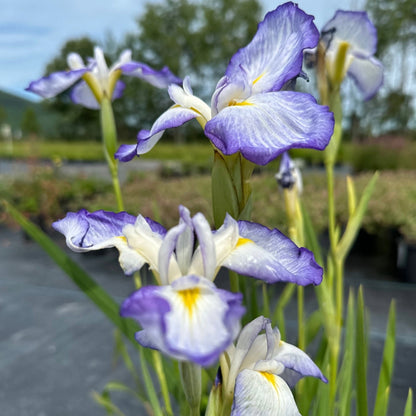 Iris du Japon 'Blue Beauty'