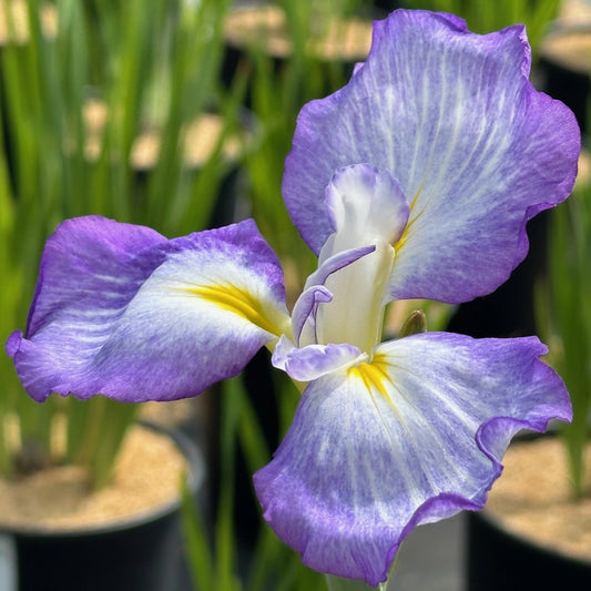 Blue Beauty' Japanese Iris