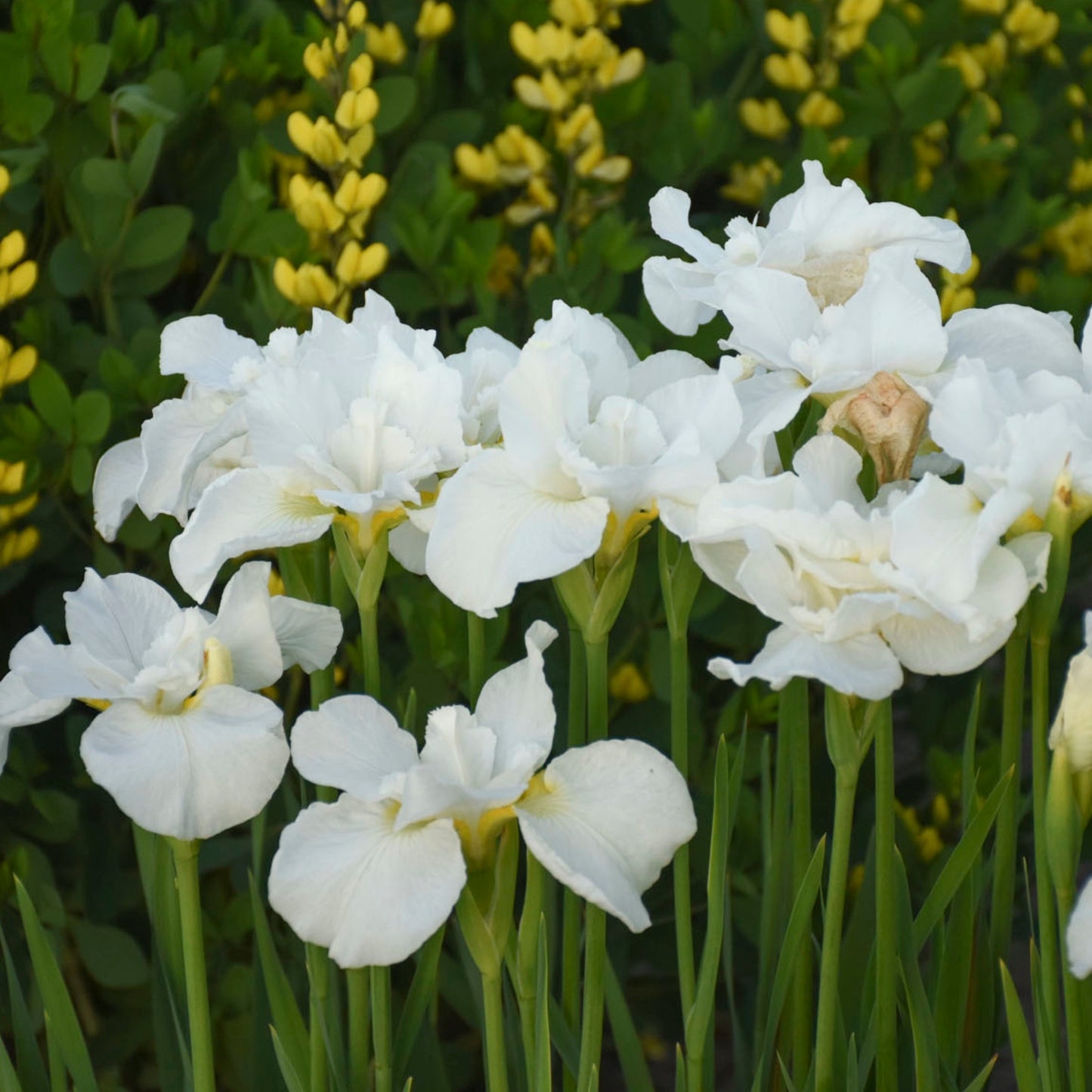 Iris de Sibérie 'Swans in Flight'