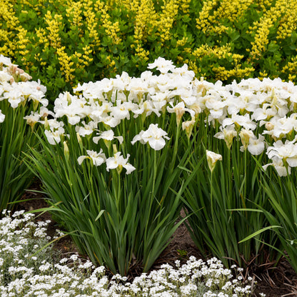 Iris de Sibérie 'Swans in Flight'