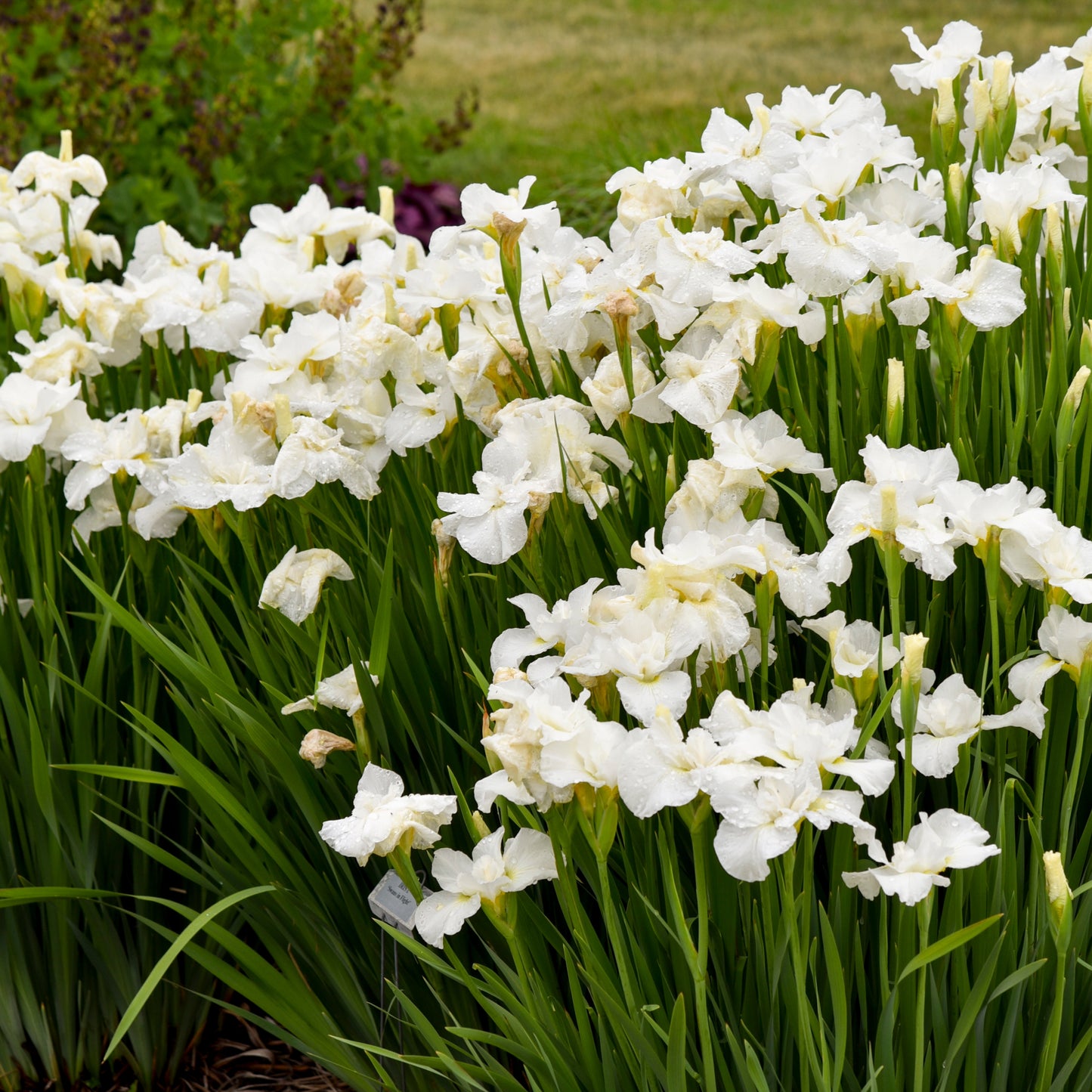 Iris de Sibérie 'Swans in Flight'