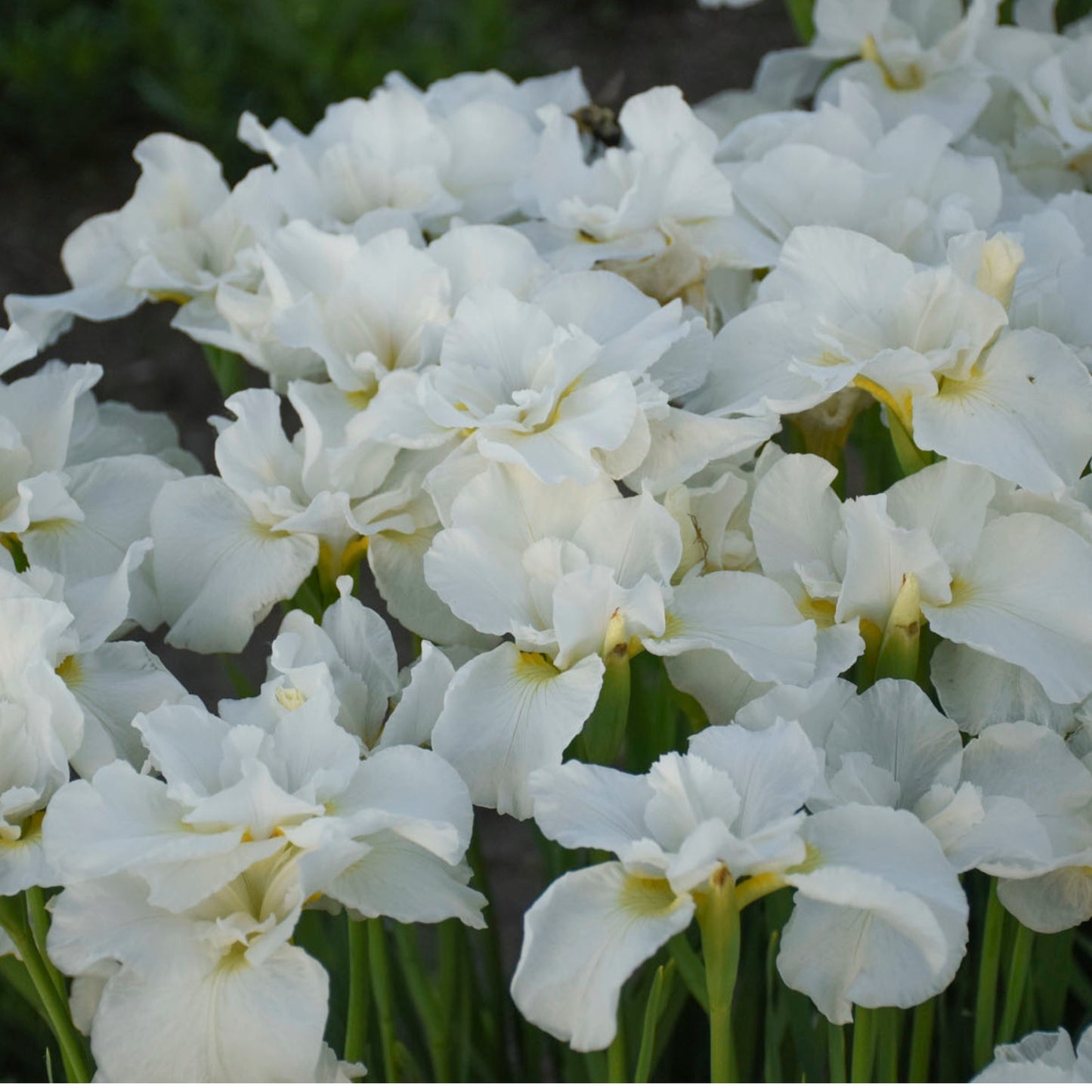 Iris de Sibérie 'Swans in Flight'