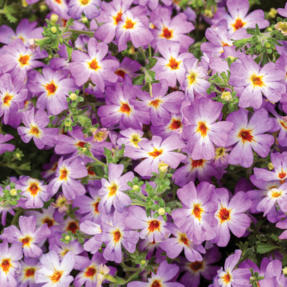 SAFARI® Dusk South African Phlox