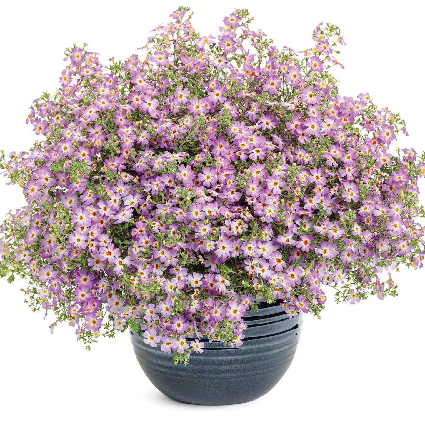 SAFARI® Dusk South African Phlox