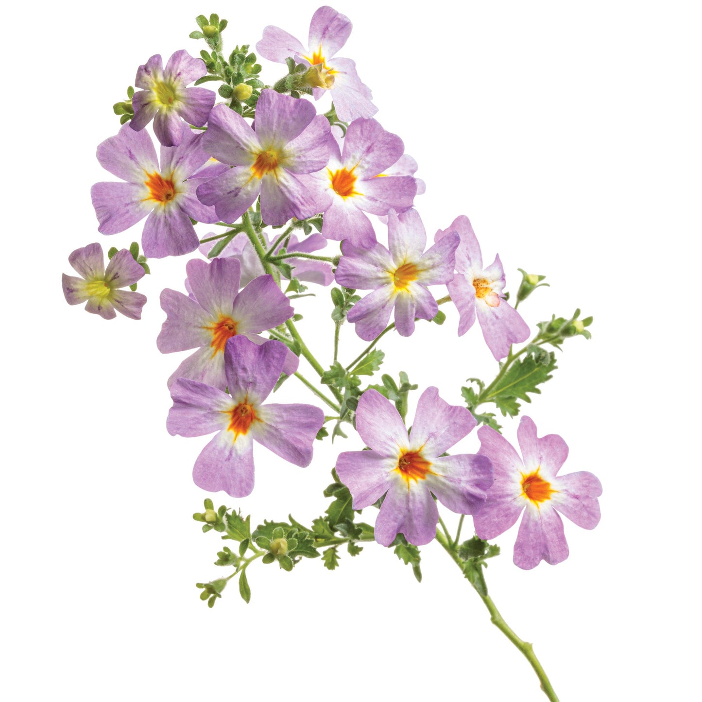 SAFARI® Dusk South African Phlox