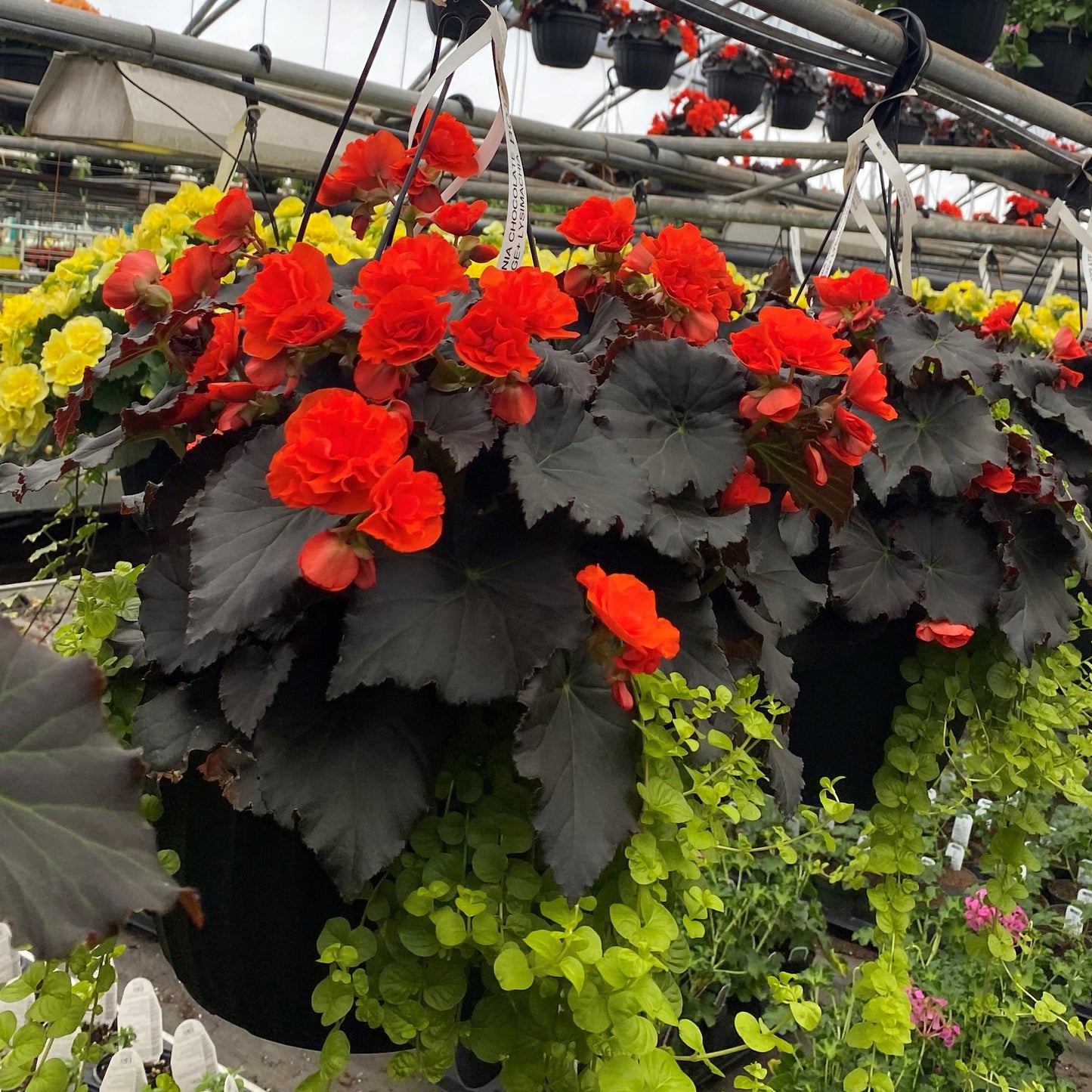 Jardinière suspendue avec Begonia Solenia Chocolate Orange et Lysimachia