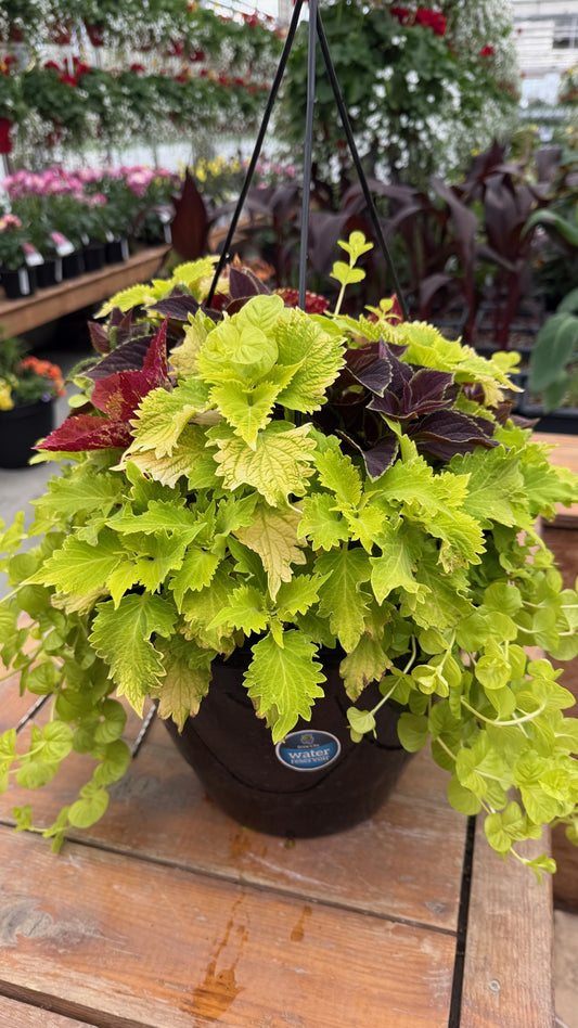 Jardinière Suspendue Mixte avec Coleus