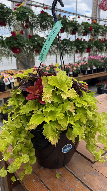 Mixed Coleus Hanging Basket