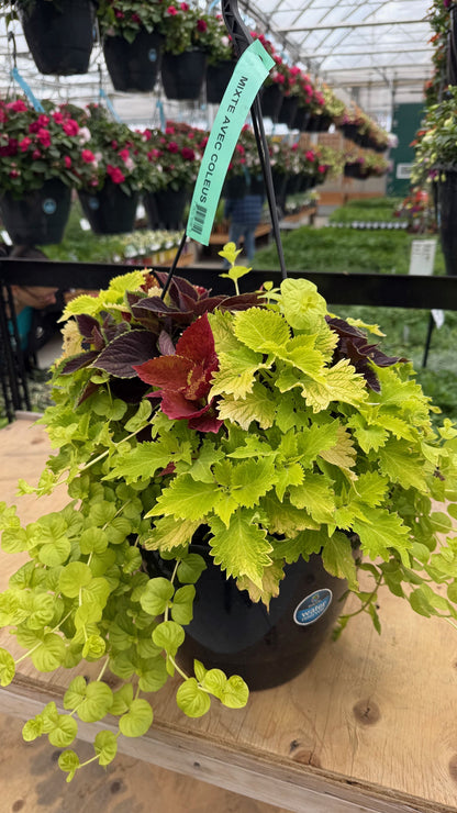 Mixed Coleus Hanging Basket