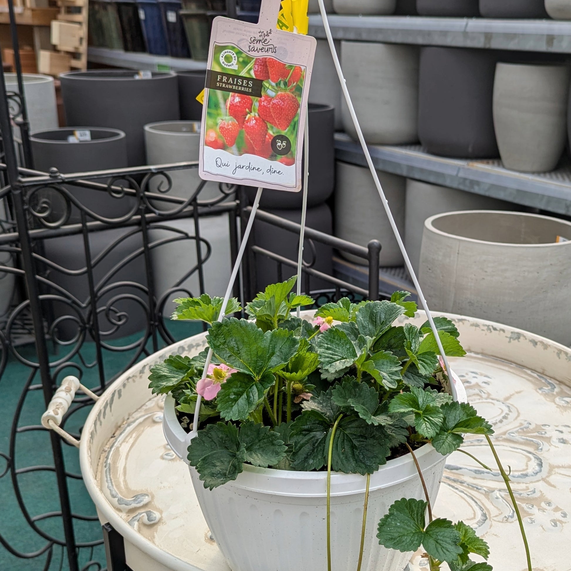 strawberry plants in hanging pots Hanging Strawberry Planter | Fresh Strawberries Made Easy