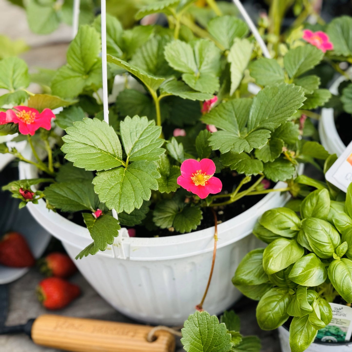 hanging strawberry plants near me Hanging Strawberry Planter | Fresh Strawberries Made Easy