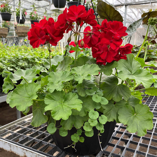 Jardinière suspendue avec Géranium Calliope® et Dichondra