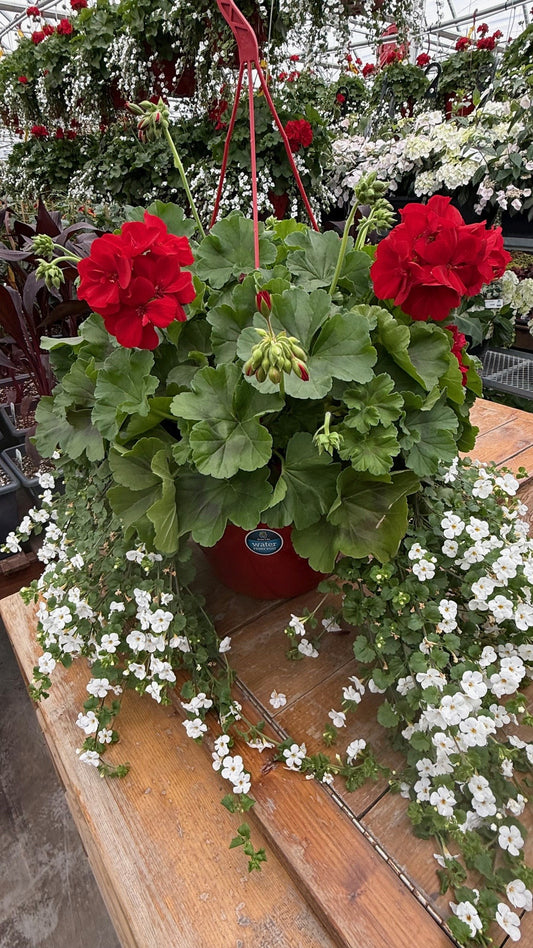 Jardinière suspendue avec Géranium Calliope® et Bacopa