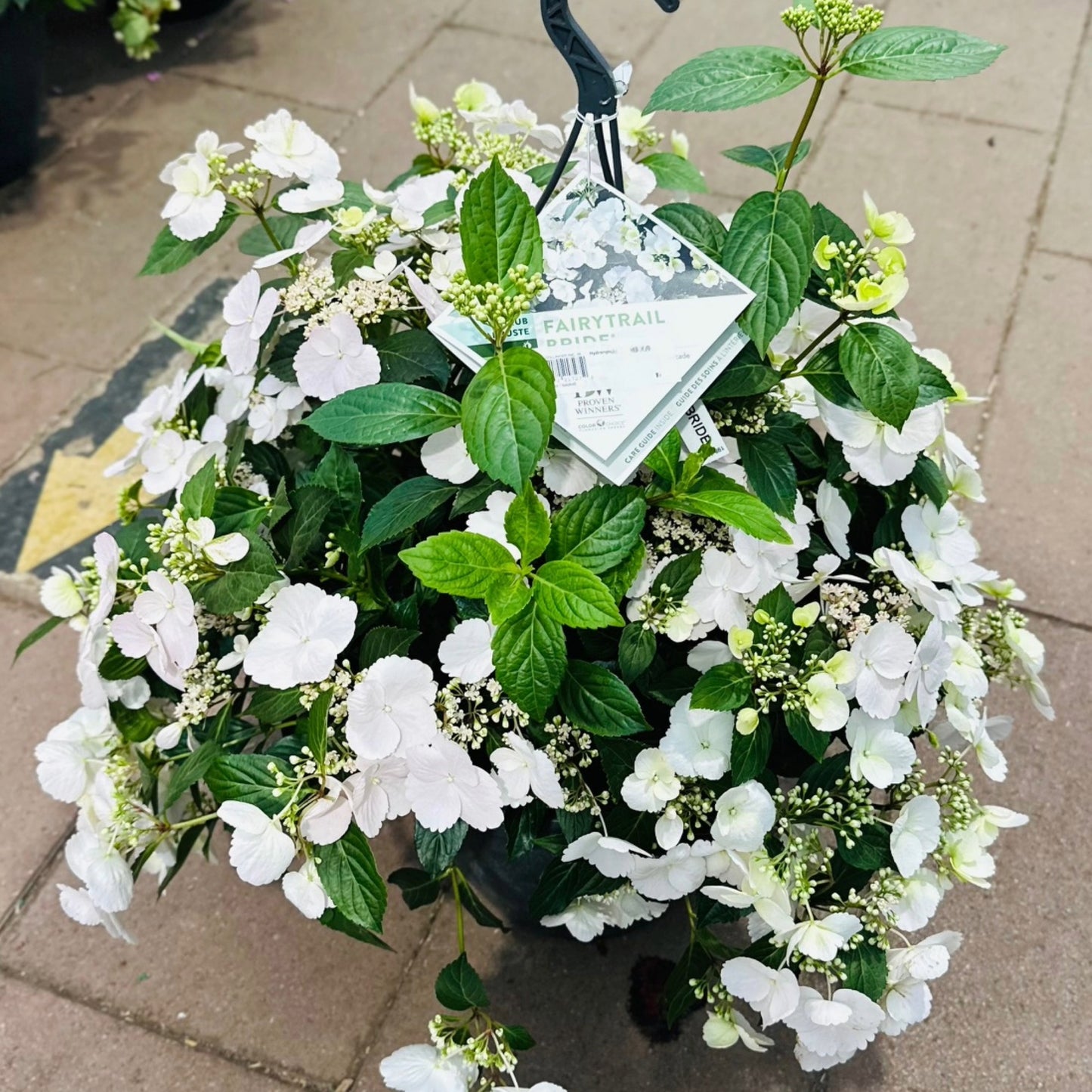 FAIRYTRAIL BRIDE® Cascade Hydrangea – Cascade Hydrangea