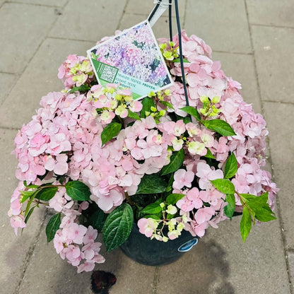 Hydrangea x Fairytrail Fresco® - Hydrangée cascade