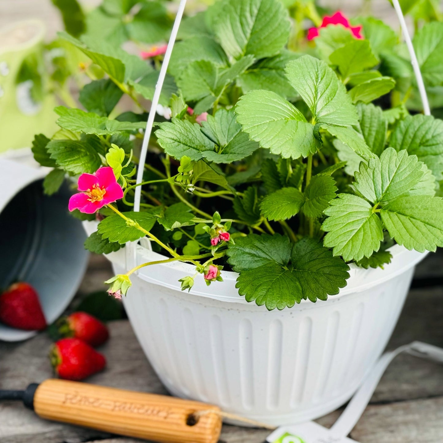 Fraisier Berri Basket® Appleblossom - Fragaria x ananassa
