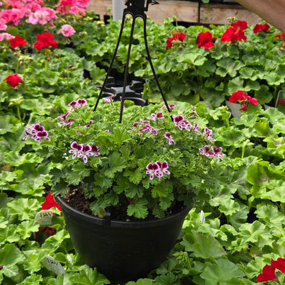 Pelargonium 'Mosquitaway Senna' – Géranium odorant Mosquitaway® Senna