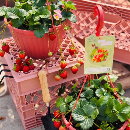 Berri Basket® Appleblossom Strawberry - Fragaria x ananassa