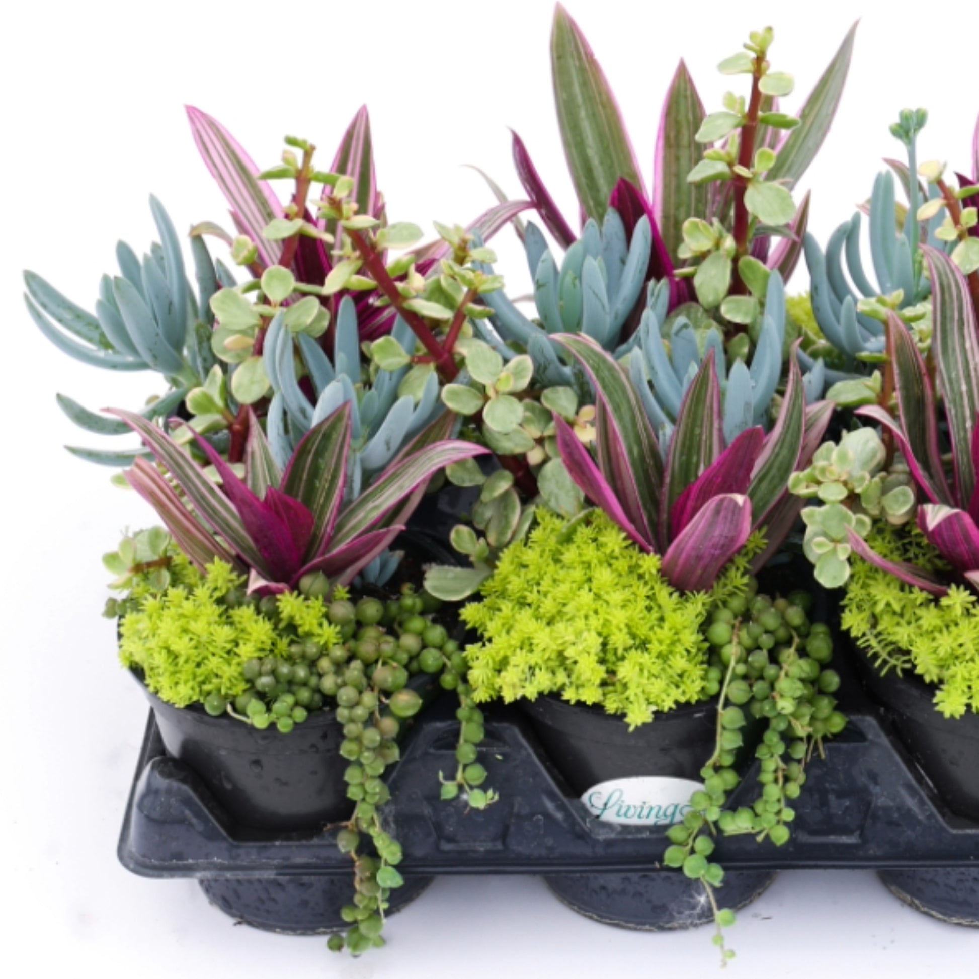 living canvas succulents Living Canvas Assorted Succulent Gardens