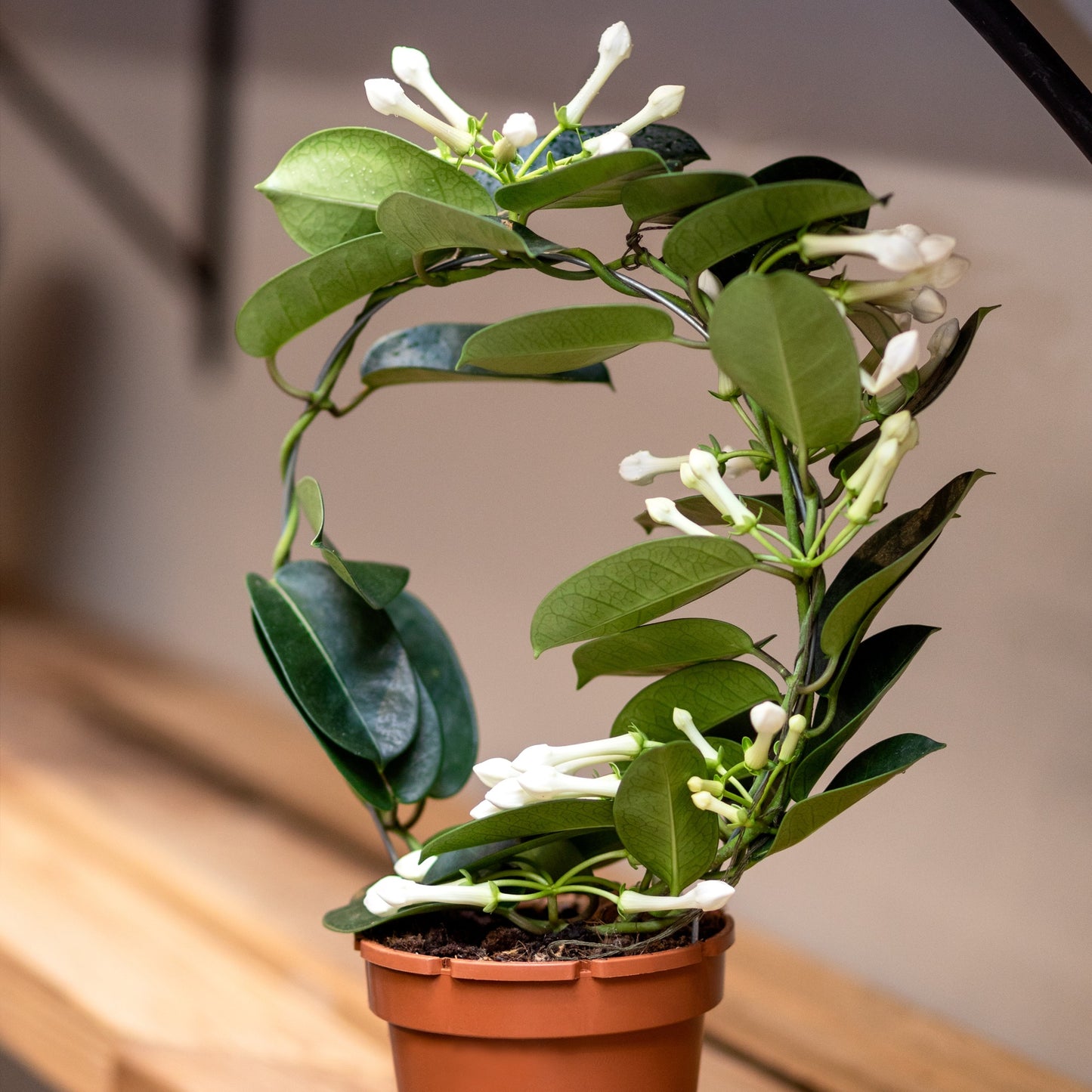 Stephanotis floribunda – Madagascar Jasmine
