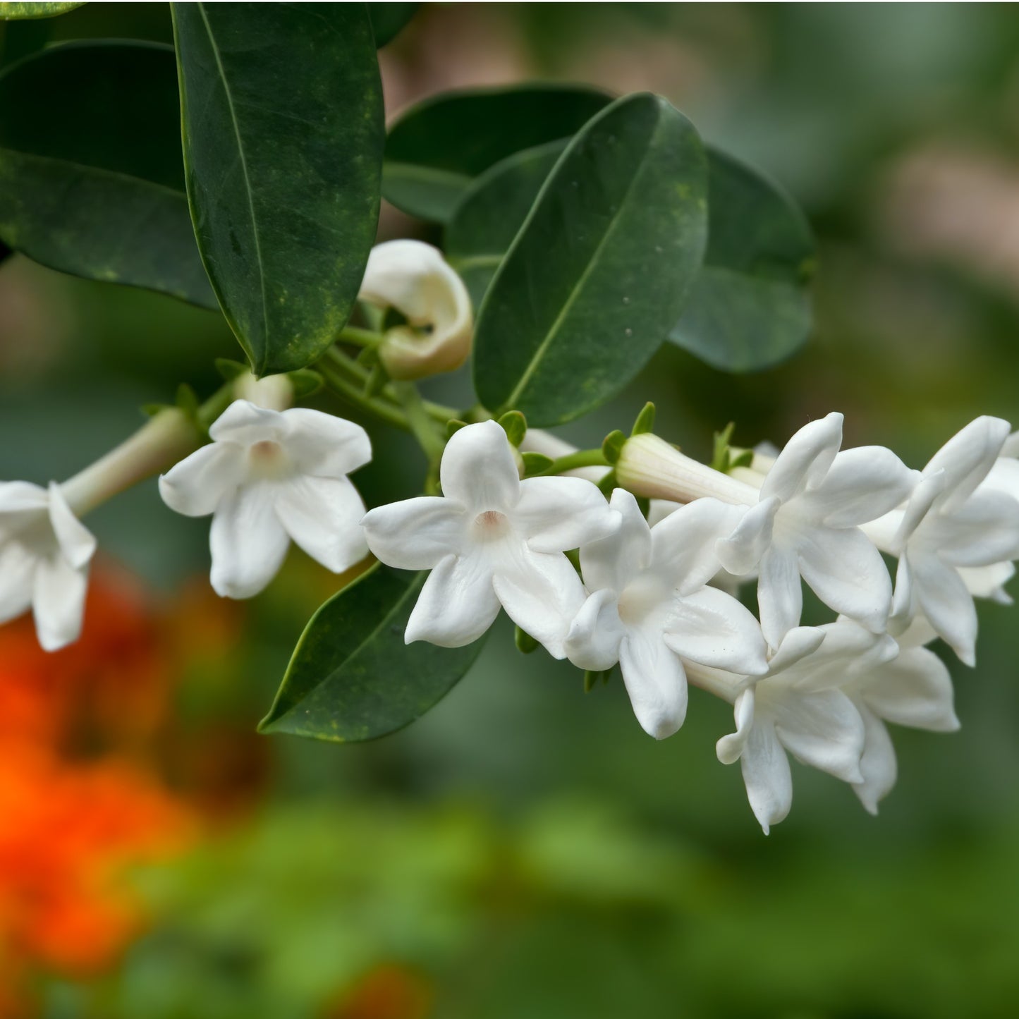 Stephanotis floribunda – Madagascar Jasmine