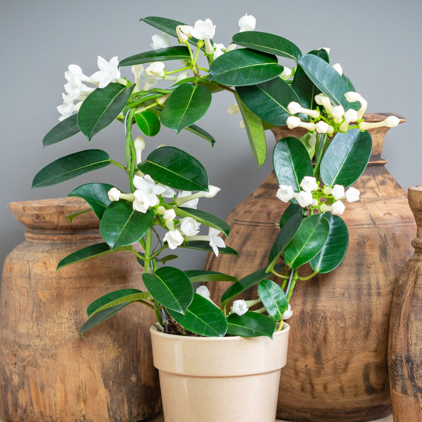 Stephanotis floribunda – Madagascar Jasmine