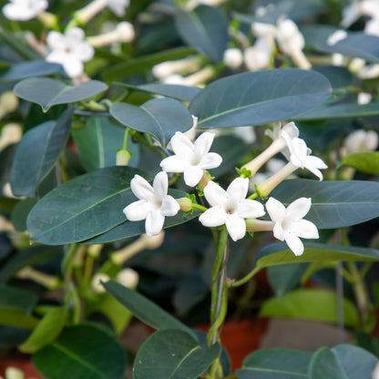 Stephanotis floribunda – Madagascar Jasmine