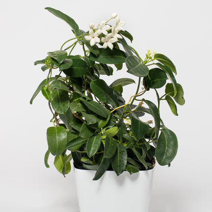 Stephanotis floribunda – Madagascar Jasmine