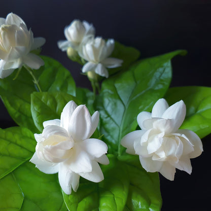 Jasminum sambac – Jasmin d'Arabie