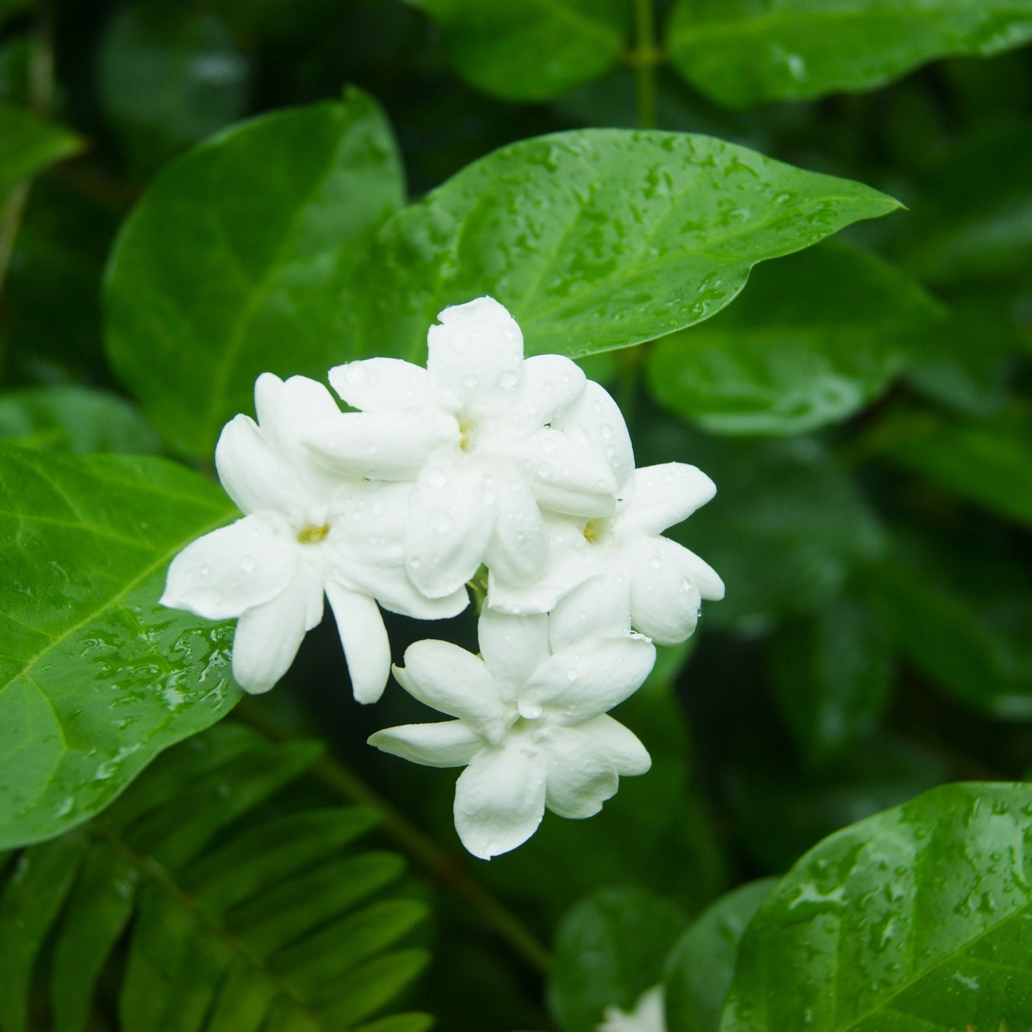 Jasminum sambac – Jasmin d'Arabie