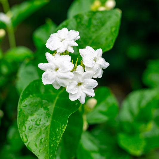 Jasminum sambac – Jasmin d'Arabie