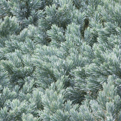 Génévrier écailleux 'Blue Star'