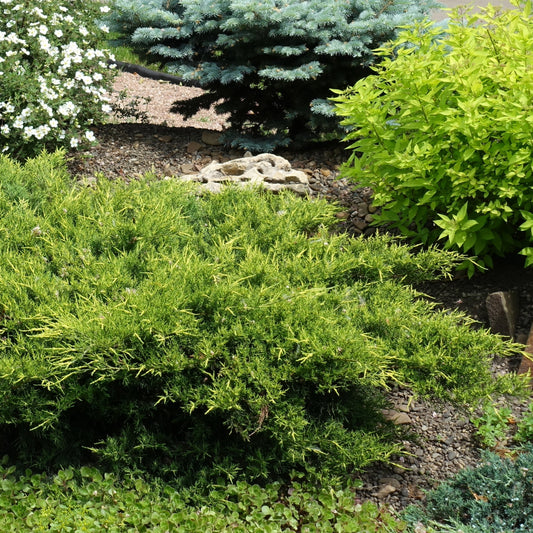 Juniperus chinensis 'Gold Star®' – Gold Star® Juniper