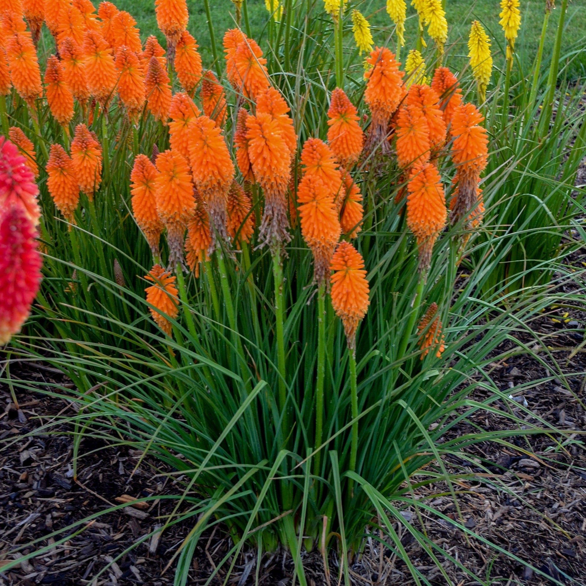 fire poker plant seeds Pyromania® 'Orange Blaze' Red Hot Poker – Jardineries Botanix