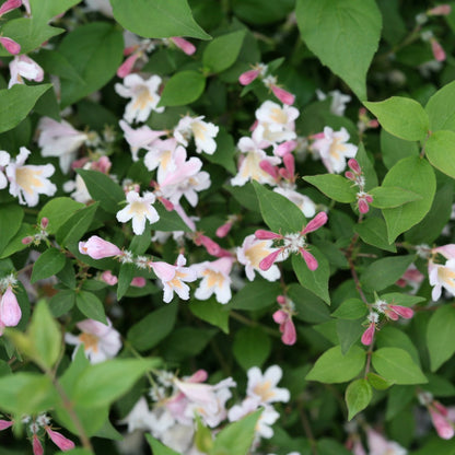 Kolkwitzia amabilis 'Jolene Jolene' – Buisson de beauté