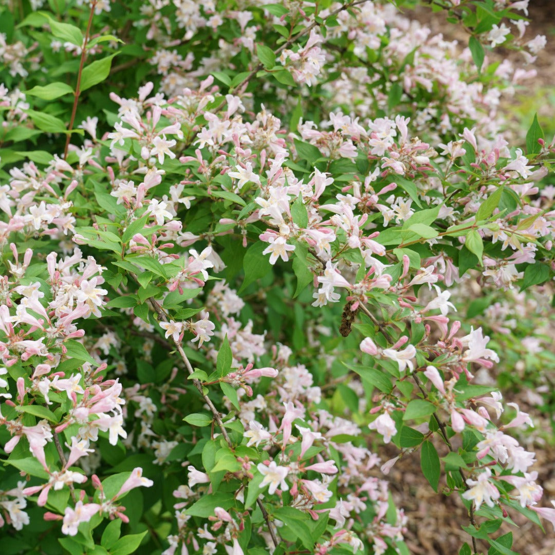 Kolkwitzia amabilis 'Jolene Jolene' – Buisson de beauté