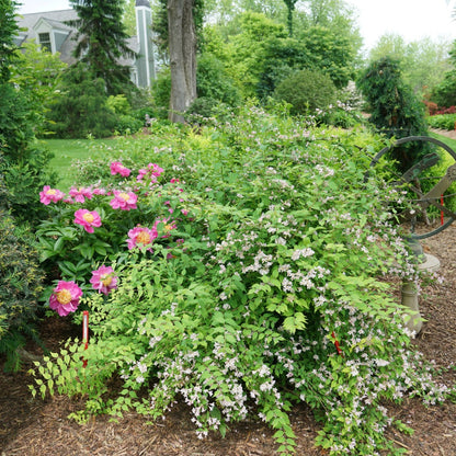 Kolkwitzia amabilis 'Jolene Jolene' – Buisson de beauté