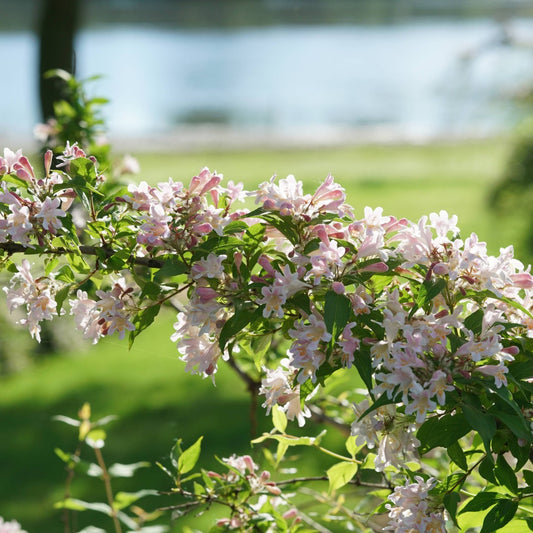 Kolkwitzia amabilis 'Jolene Jolene' – Buisson de beauté