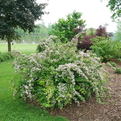 Kolkwitzia amabilis 'Jolene Jolene' – Buisson de beauté