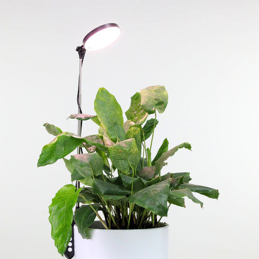 Lampe de croissance DEL ajustable pour plantes d'intérieur