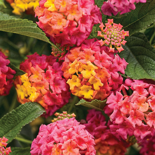 LUSCIOUS® Berry Blend™ Lantana