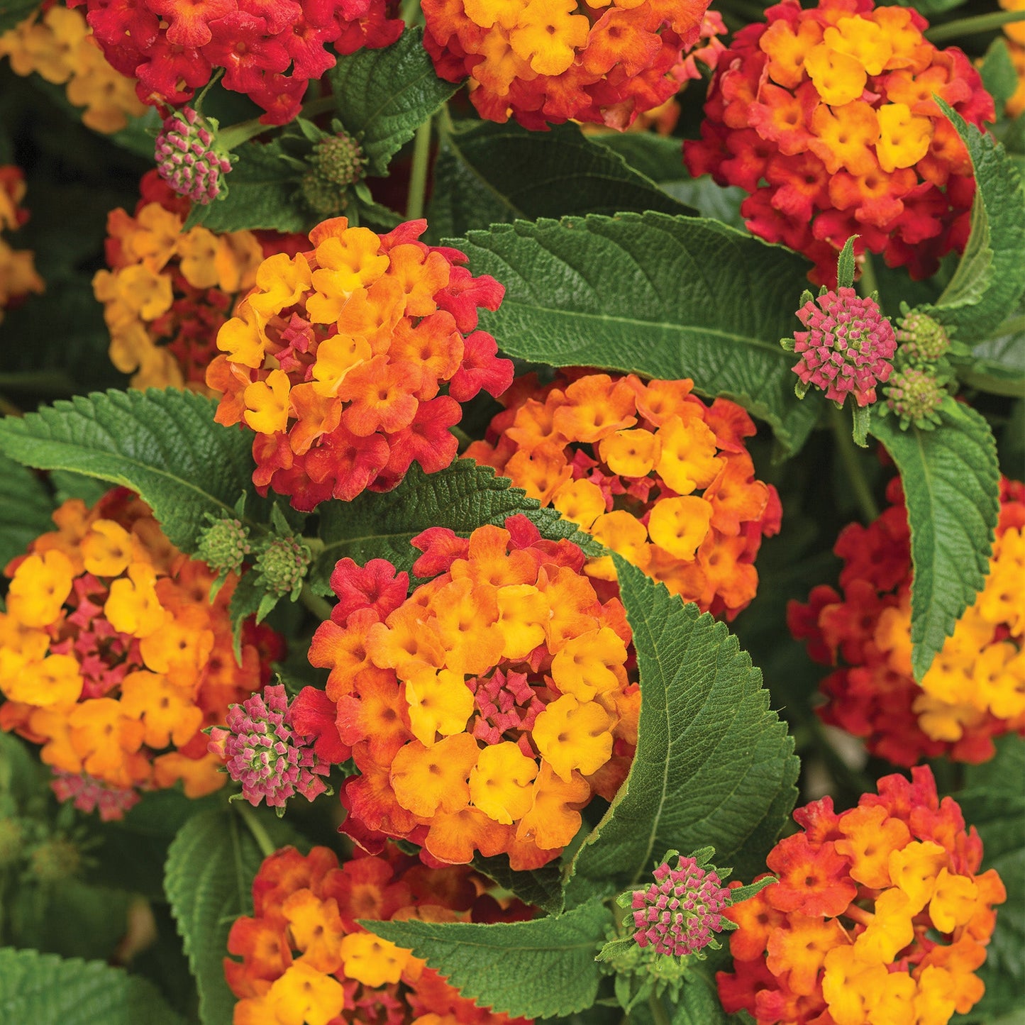 Lantana LUSCIOUS® Citrus Blend™