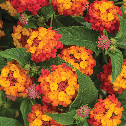 LUSCIOUS® Citrus Blend™ Lantana