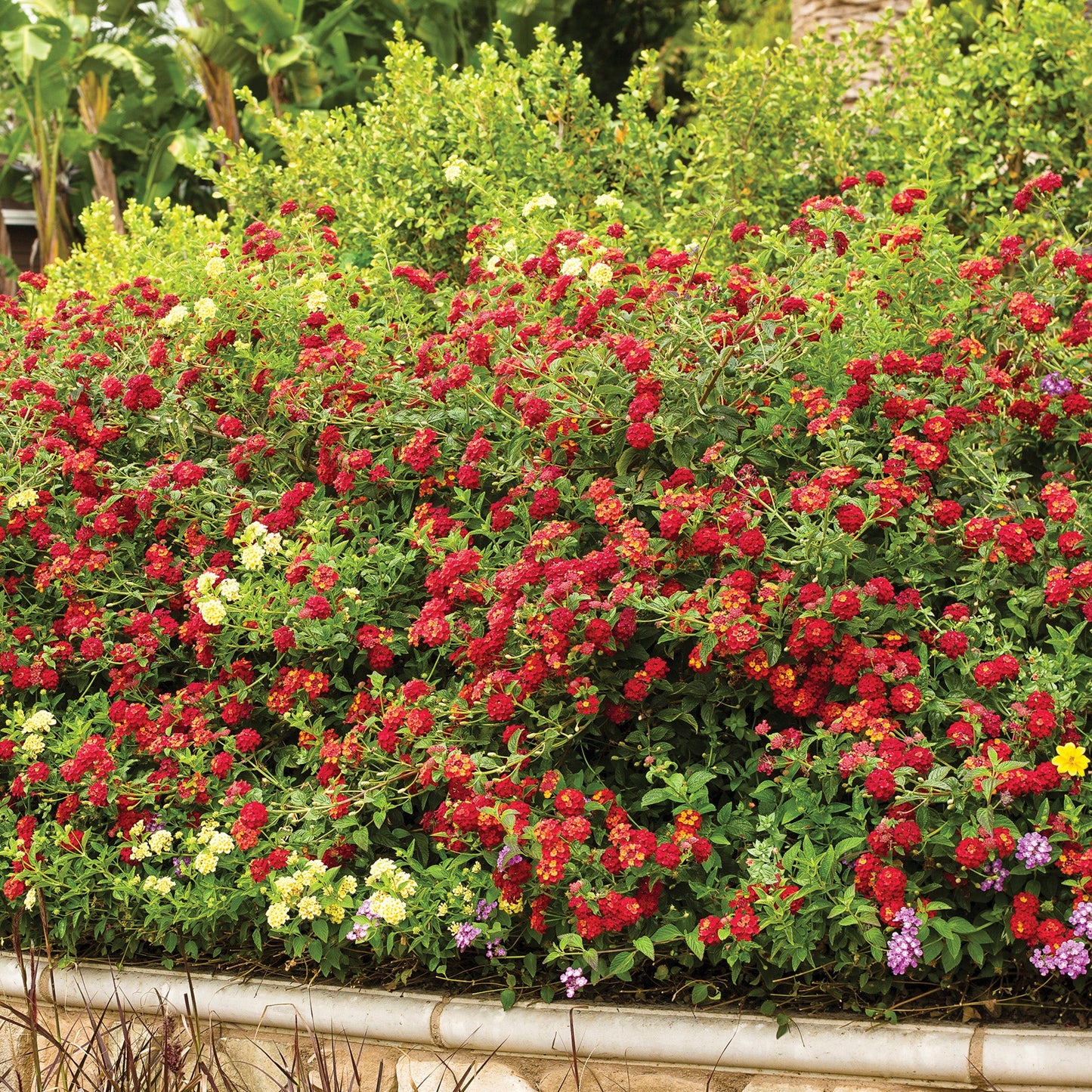 LUSCIOUS® Citrus Blend™ Lantana