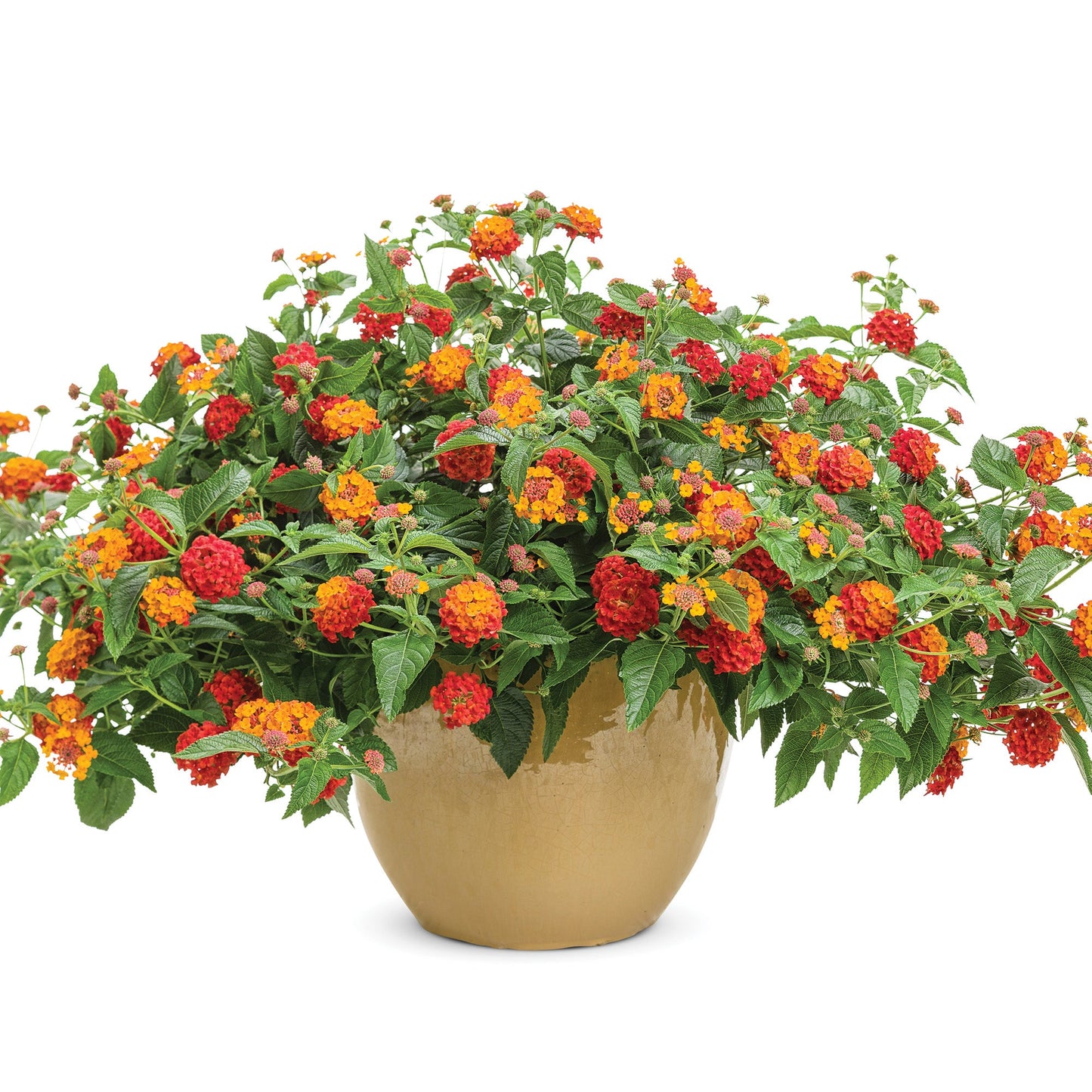 LUSCIOUS® Citrus Blend™ Lantana