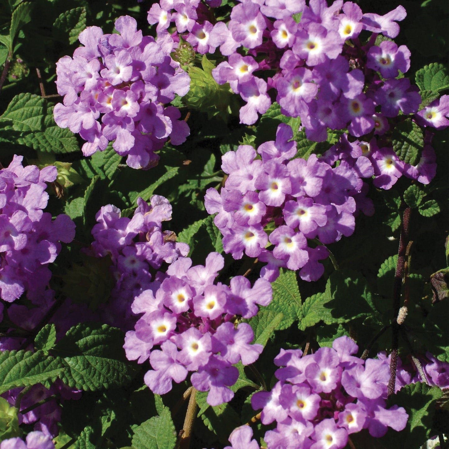 LUSCIOUS® Grape Lantana