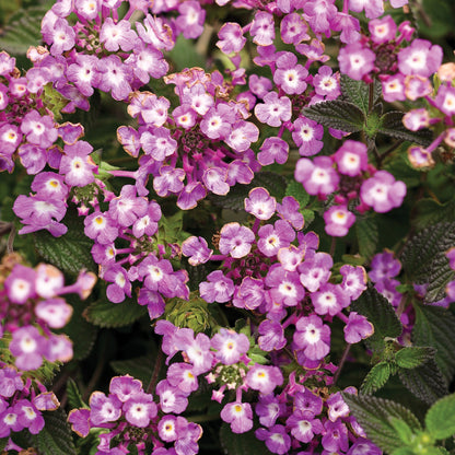 LUSCIOUS® Grape Lantana