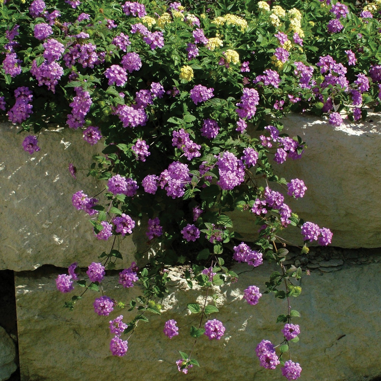 LUSCIOUS® Grape Lantana