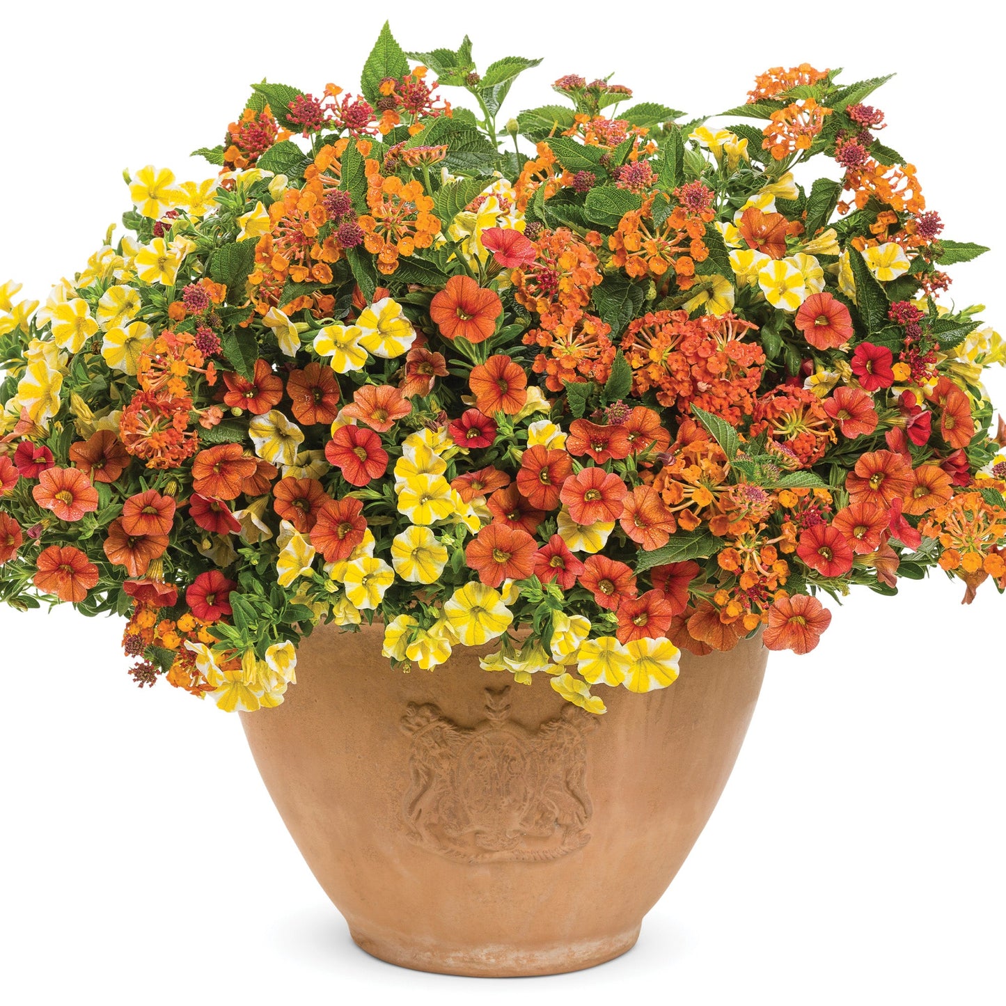 LUSCIOUS® Marmalade Lantana